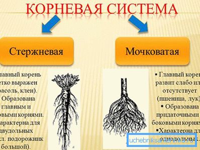 1223 каранёвая сістэма