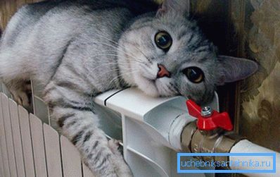 Кот грэецца на алюмініевым радыятары Кот грэецца на алюмініевым радыятары