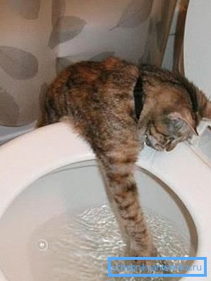 Некаторых котак інтрыгуе зьліў вады Некаторых котак інтрыгуе зьліў вады