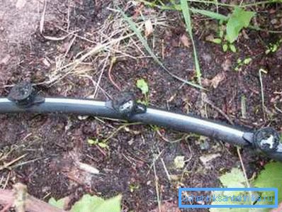 Паліў вінаграда праз трубу з поліэтылену Паліў вінаграда праз трубу з поліэтылену