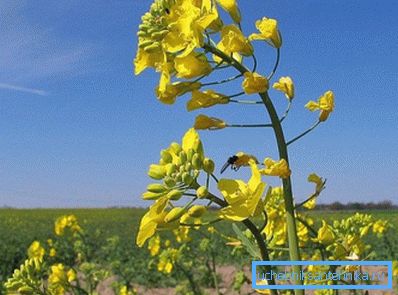 Насенне рапсу багатыя раслінным алеем, якое выкарыстоўваюць для вырабу біяпаліва